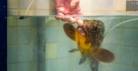 Bari, pescivendolo salva la vita a una cernia, la adotta e la chiama Elena